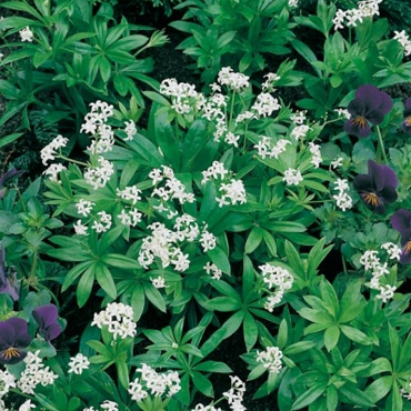 Asperula odorosa