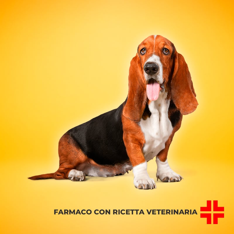 PRILACTONE NEXT 50 MG (30 cpr) – Trattamento in compresse per l’insufficienza cardiaca nei cani
