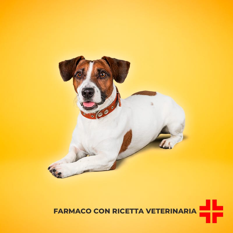 HEDYLON 5 MG (30 cpr) – Trattamento in compresse delle malattie infiammatorie e immuno-mediate nei cani e gatti