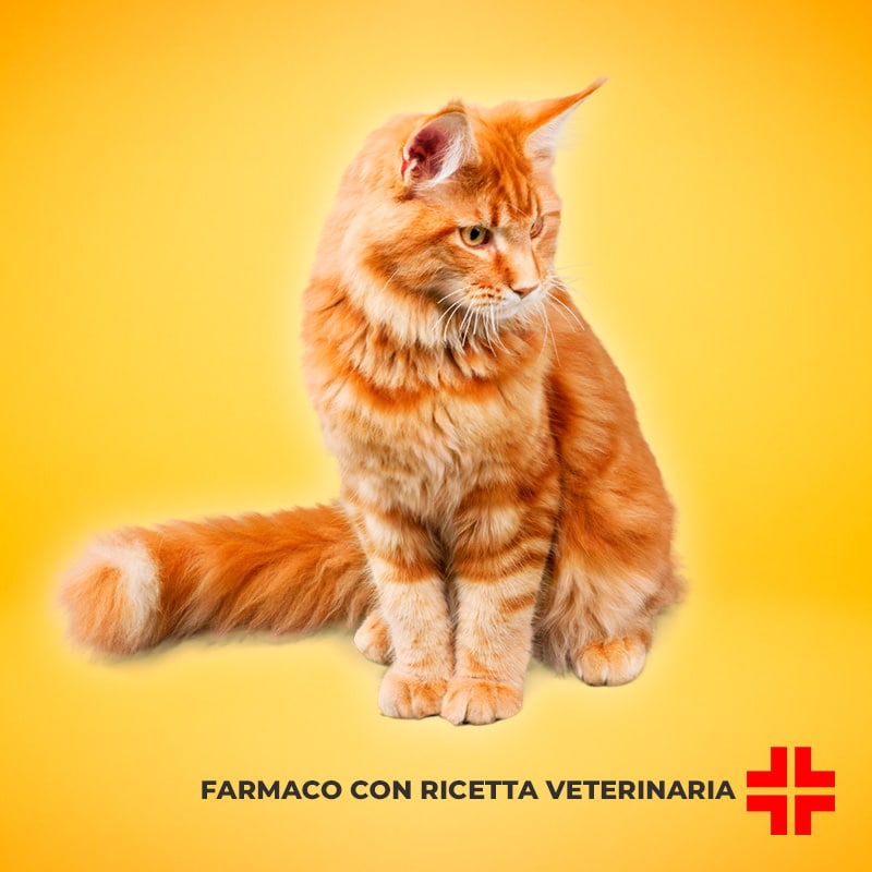 APELKA 5 MG/ML SOLUZIONE ORALE PER GATTI (100 ml) – Soluzione veterinaria per il trattamento dell’ipertiroidismo felino