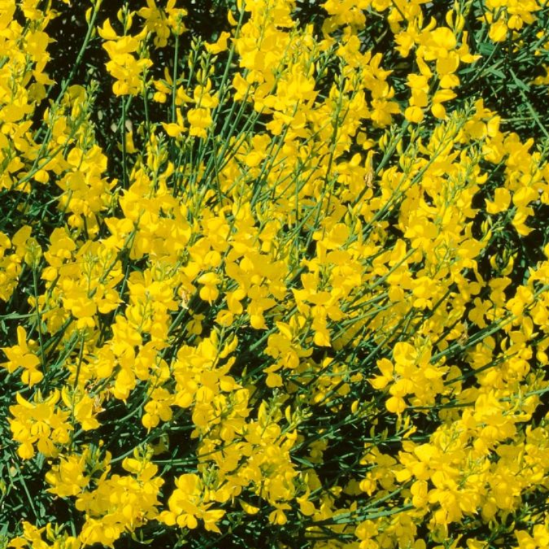 Ginestra odorosa fiori (Spartium junceum)